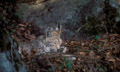  lynx,forêt,félin 